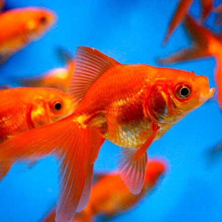 red fancy goldfish